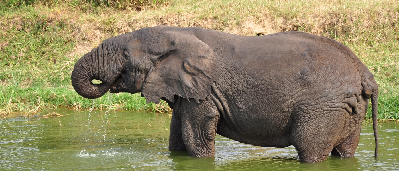 Game drive safari