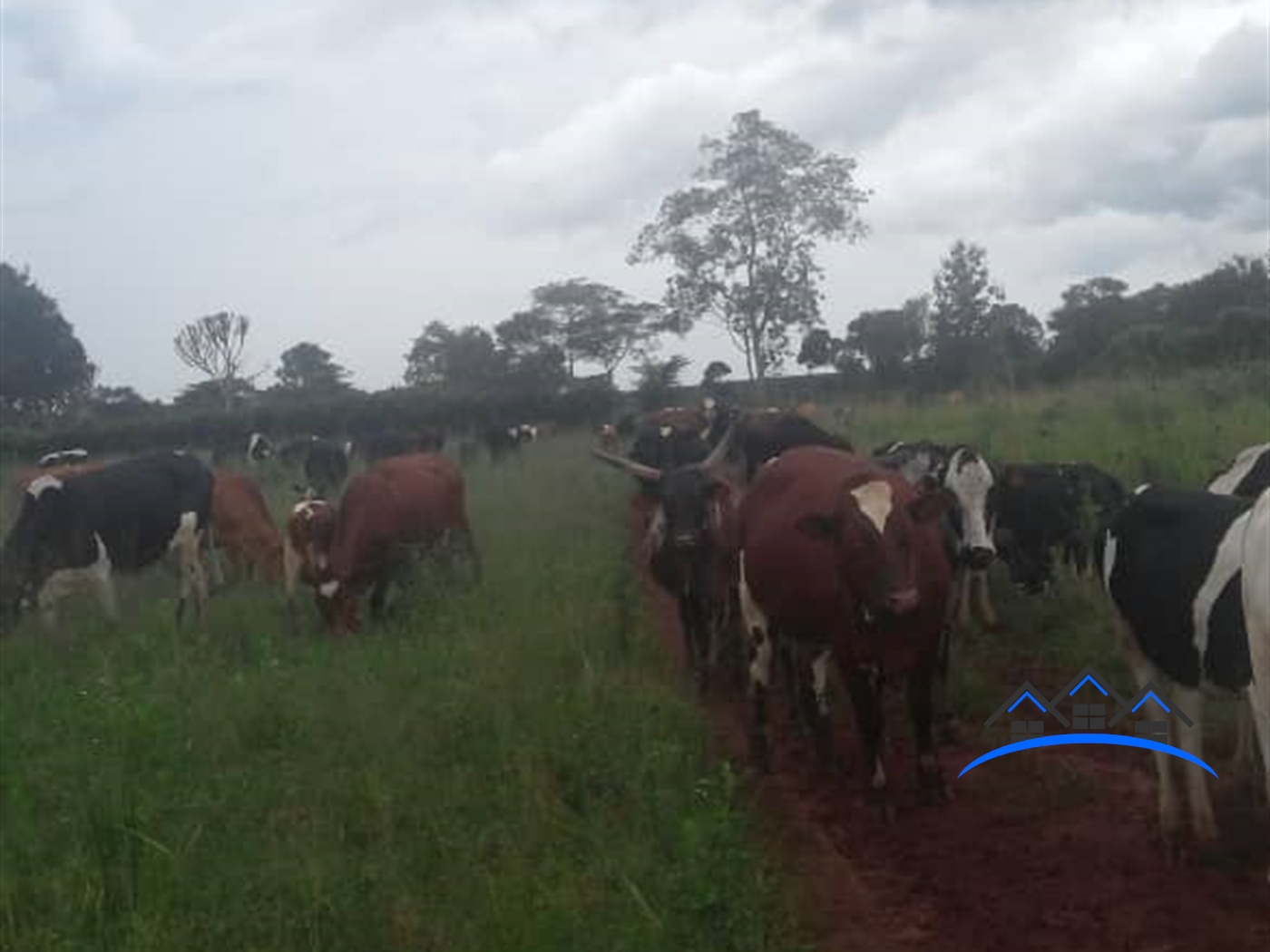 Farm for sale in Kiwoko Nakaseke