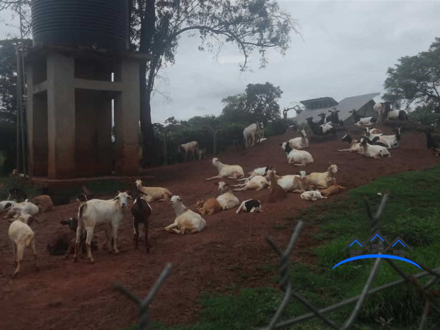 Farm for sale in Kiwoko Nakaseke