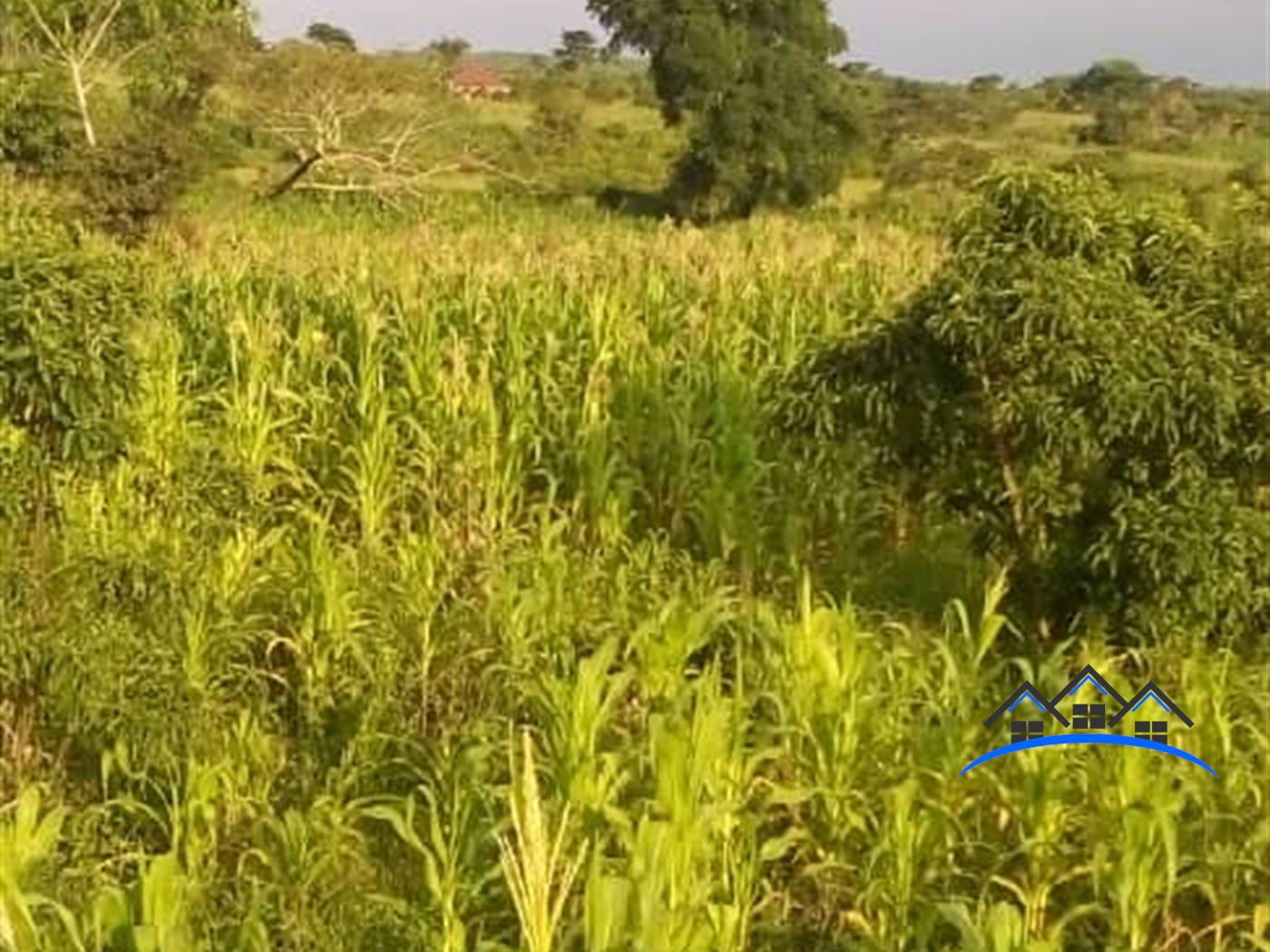 Agricultural Land for sale in Kakooge Nakasongola