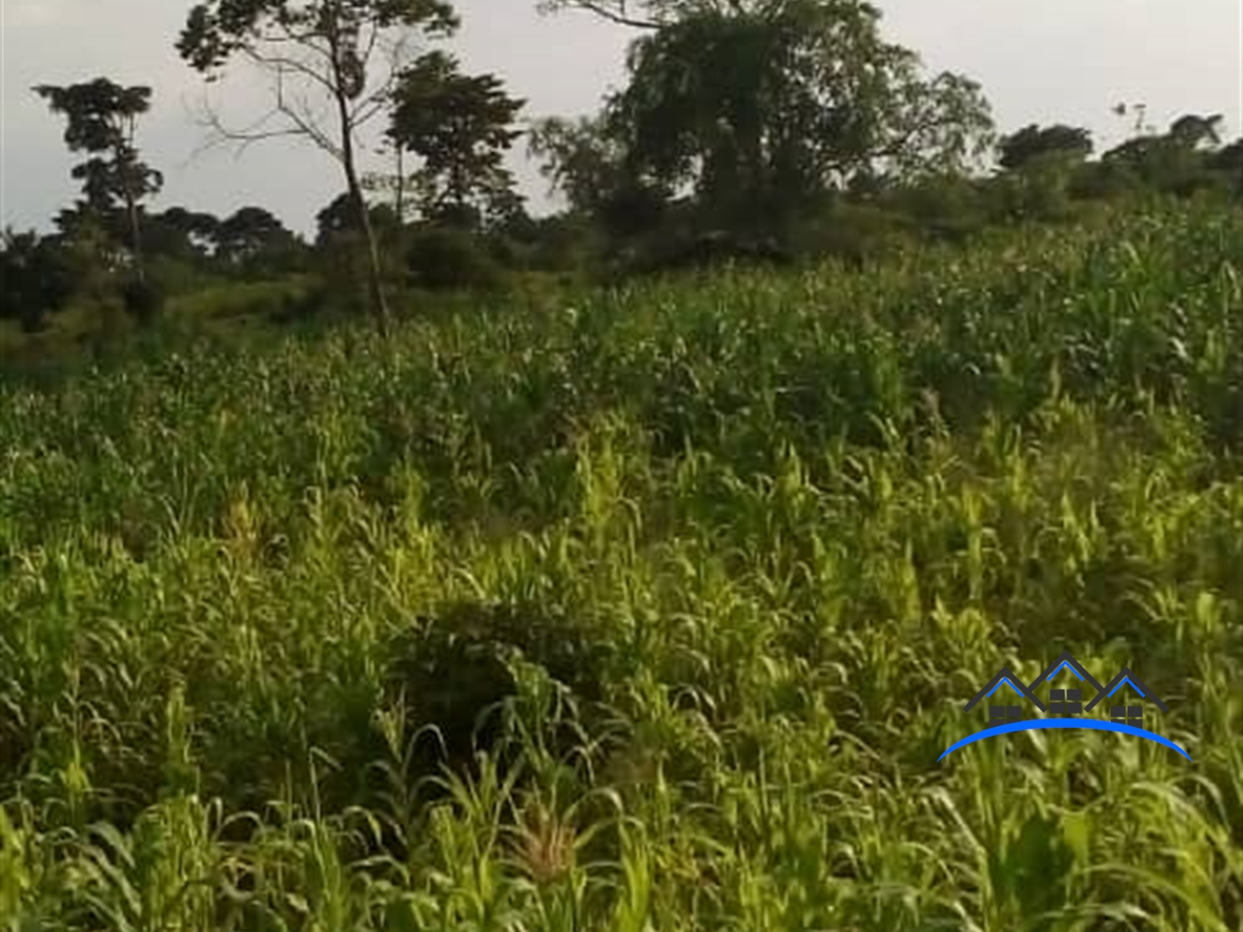 Agricultural Land for sale in Kakooge Nakasongola