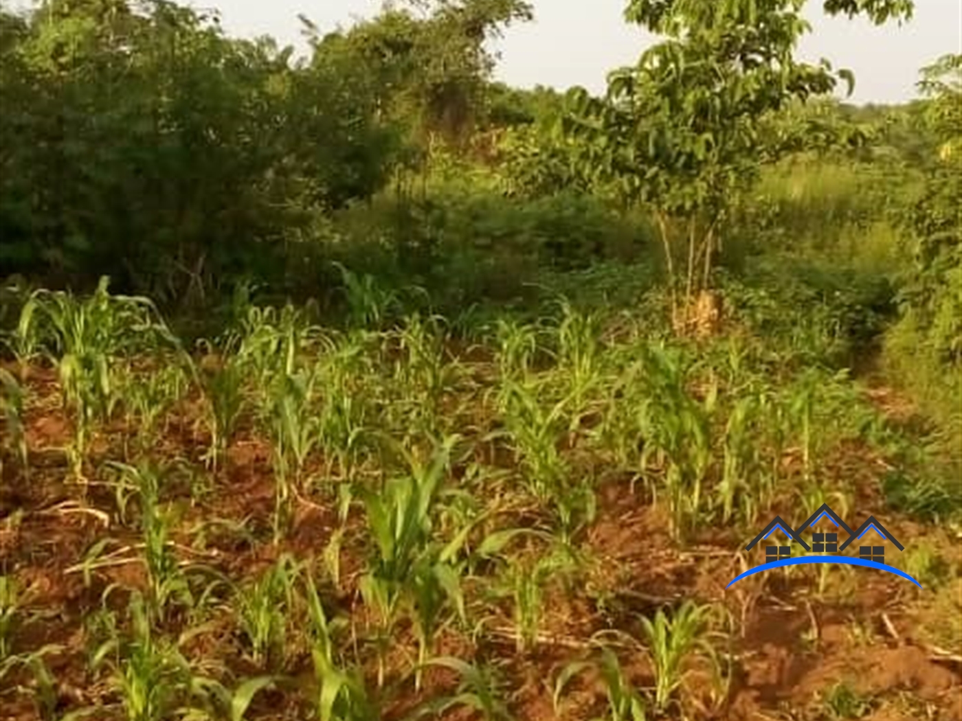 Agricultural Land for sale in Kakooge Nakasongola