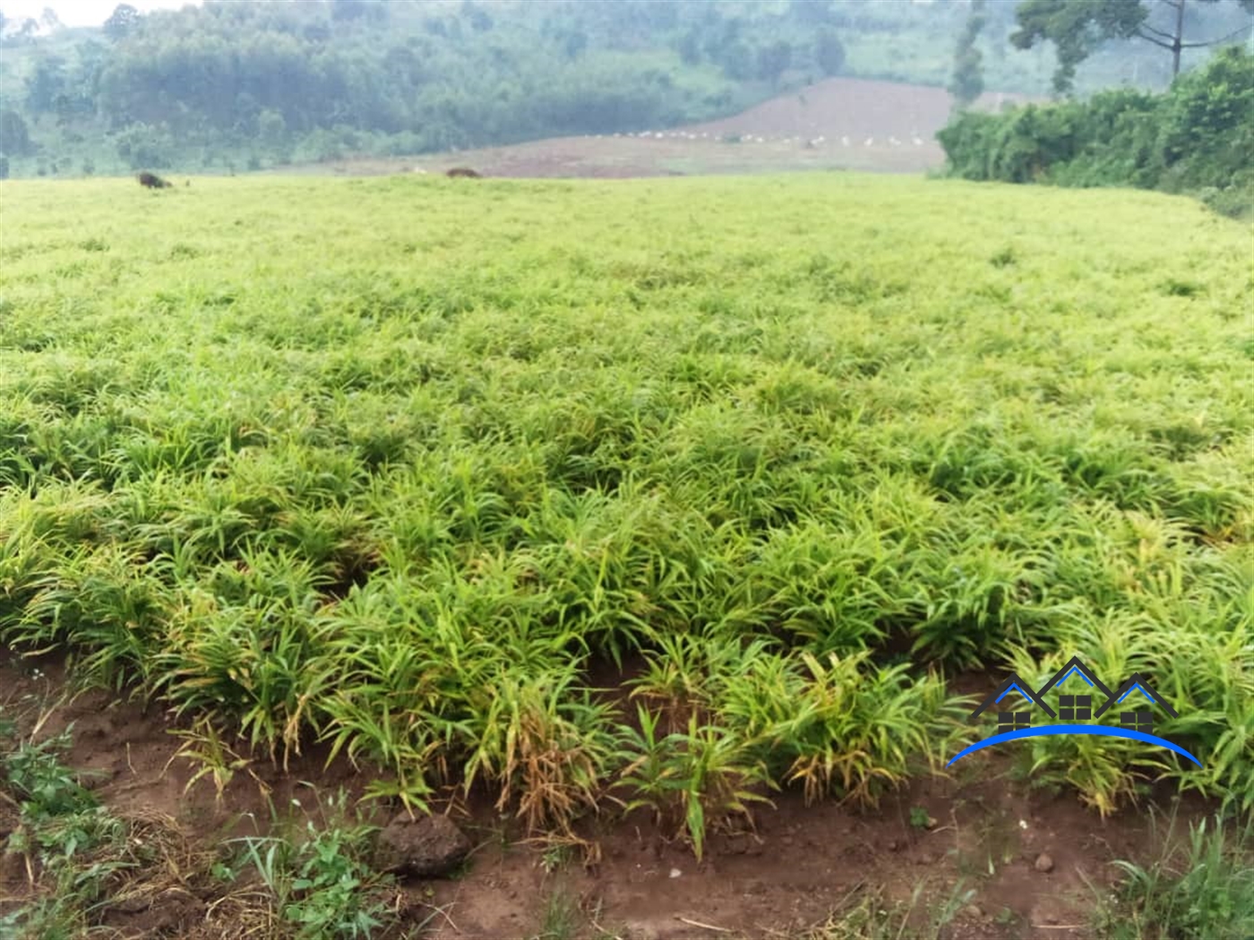 Agricultural Land for sale in Kalagala Kiboga