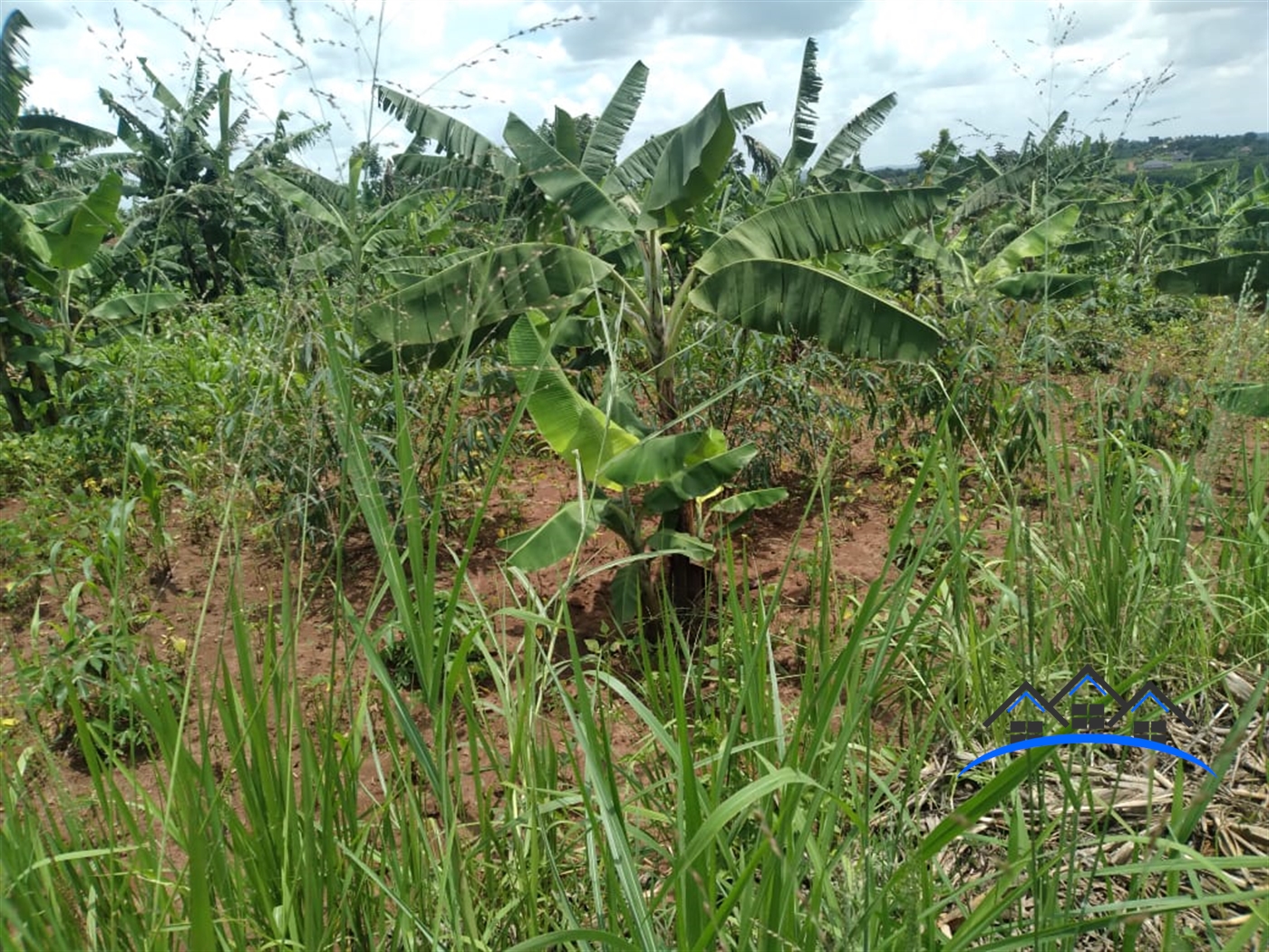 Agricultural Land for sale in Kiwenda Wakiso