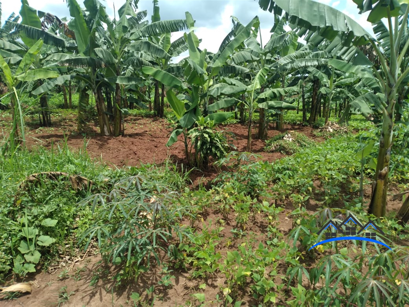 Agricultural Land for sale in Kiwenda Wakiso