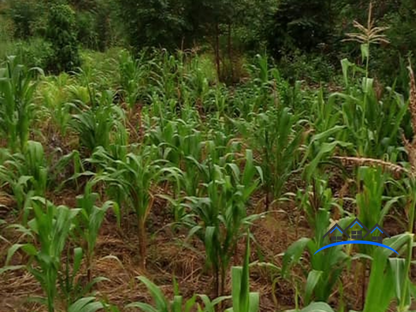 Agricultural Land for sale in Kasanjje Wakiso