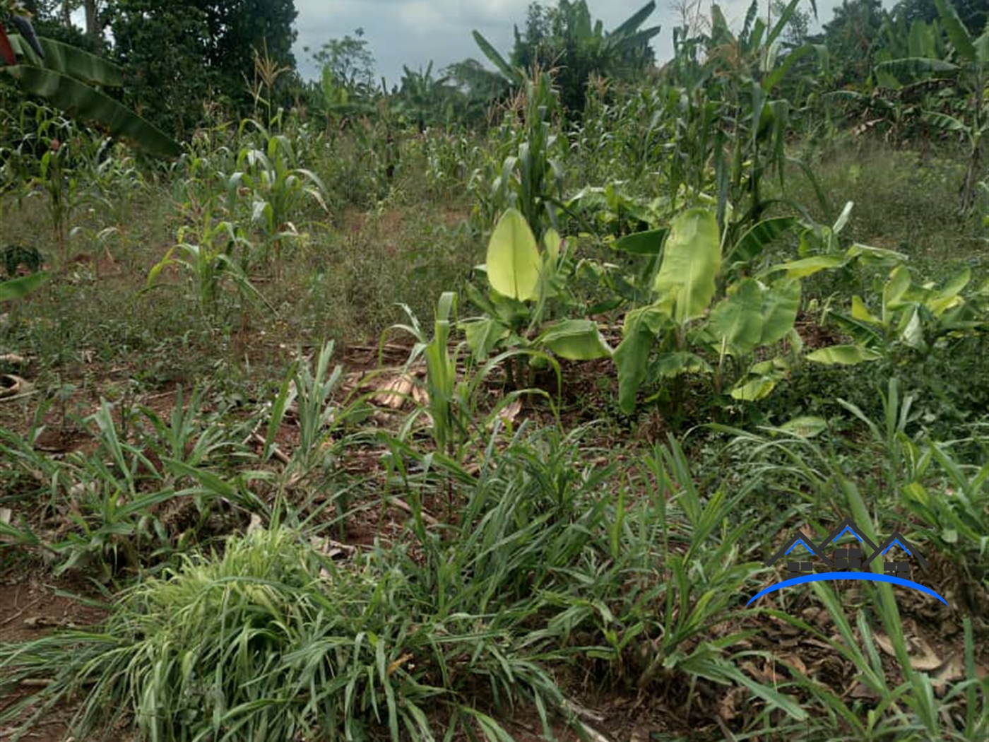 Commercial Land for sale in Wabitungulu Luweero