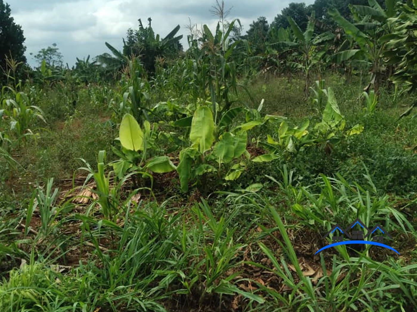 Commercial Land for sale in Wabitungulu Luweero