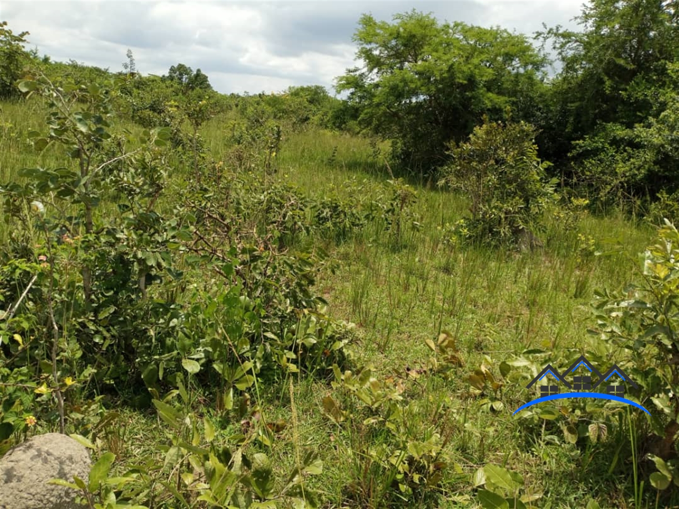 Agricultural Land for sale in Kalongo Nakasongola