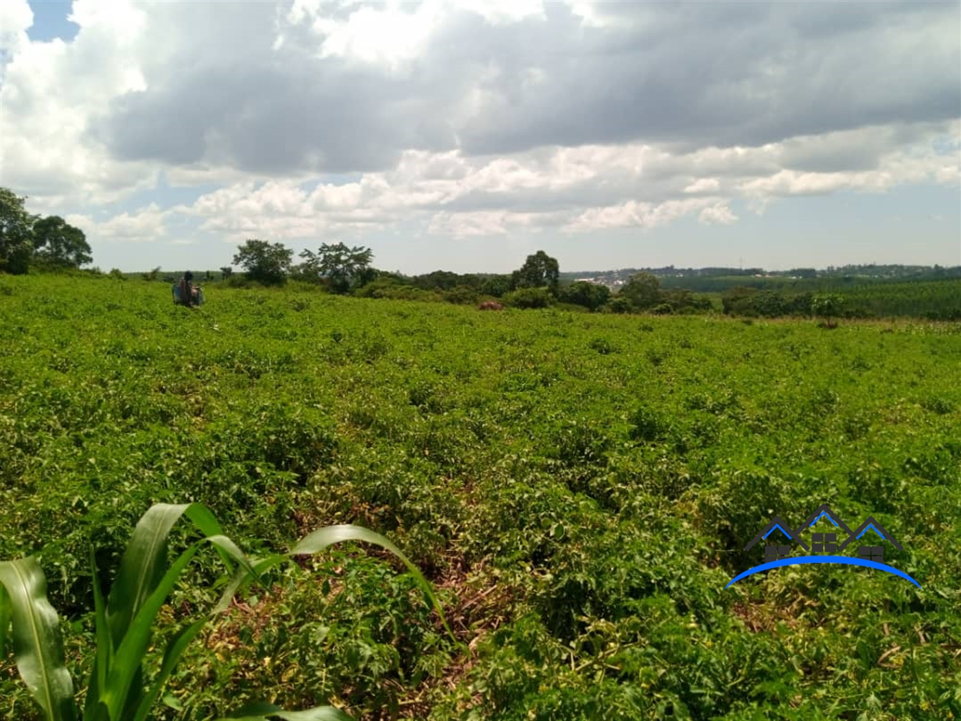 Commercial Land for sale in Mpoma Mukono