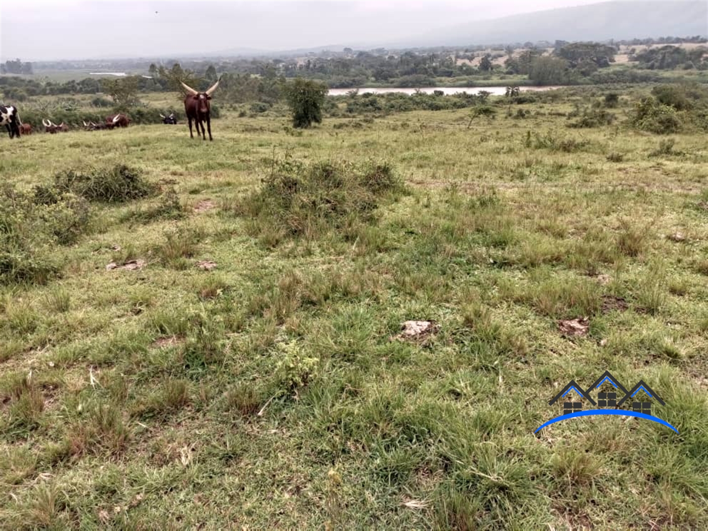 Farm for sale in Nshenyi Ntungamo