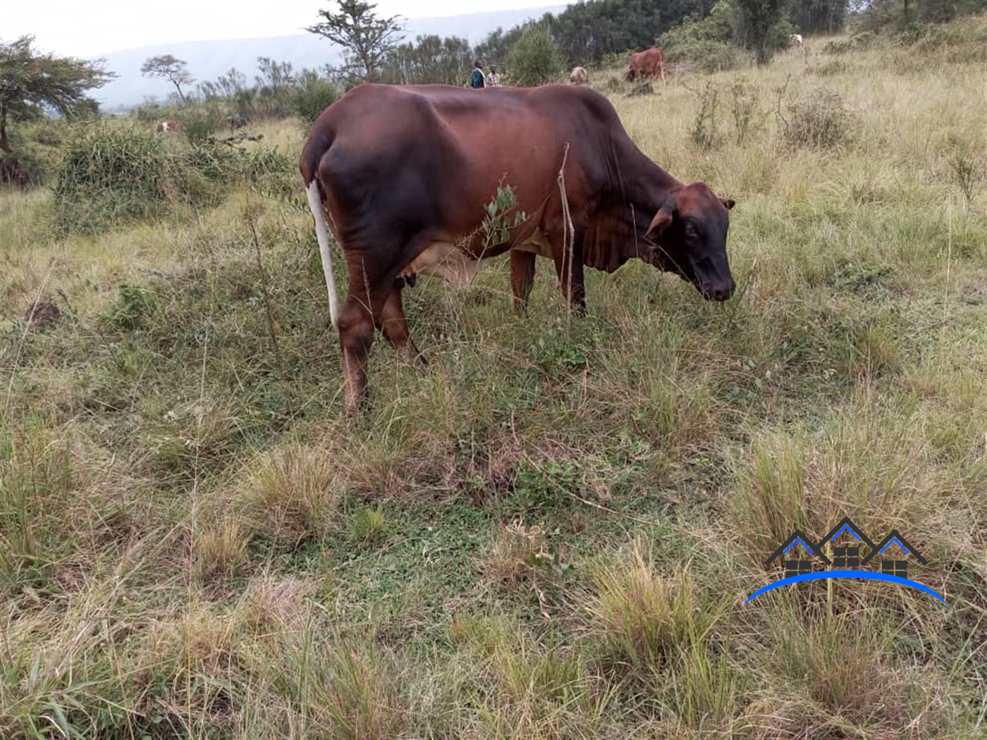 Farm for sale in Nshenyi Ntungamo