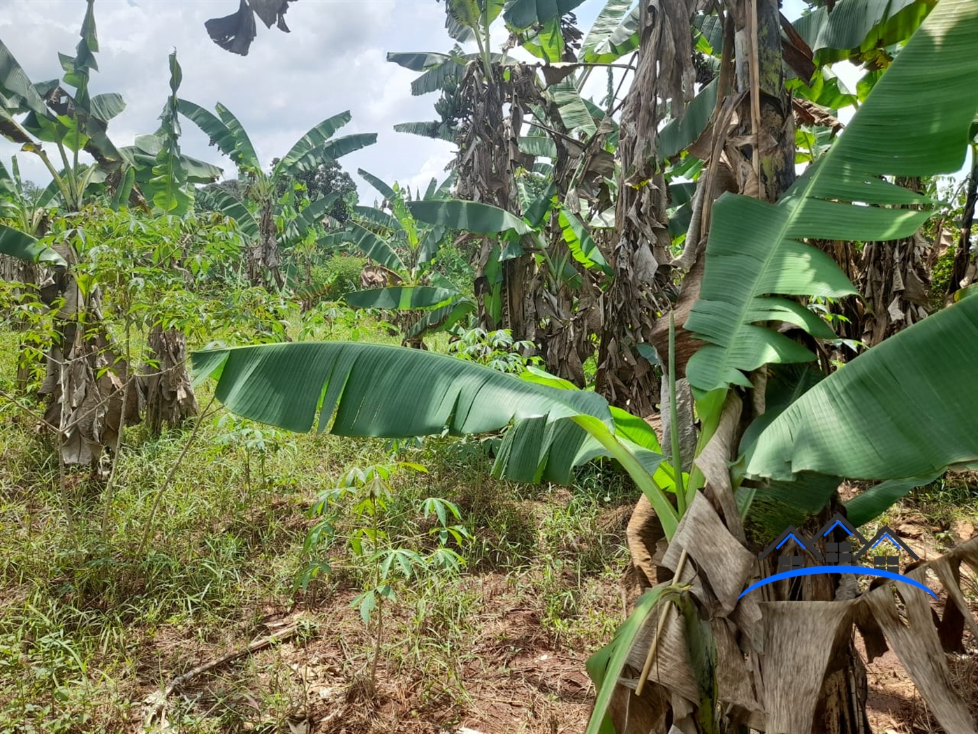 Agricultural Land for sale in Busiika Luweero