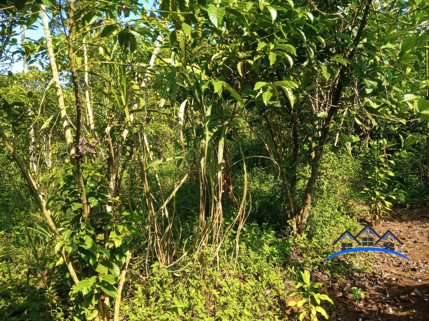 Residential Land for sale in Ziloobwe Luweero