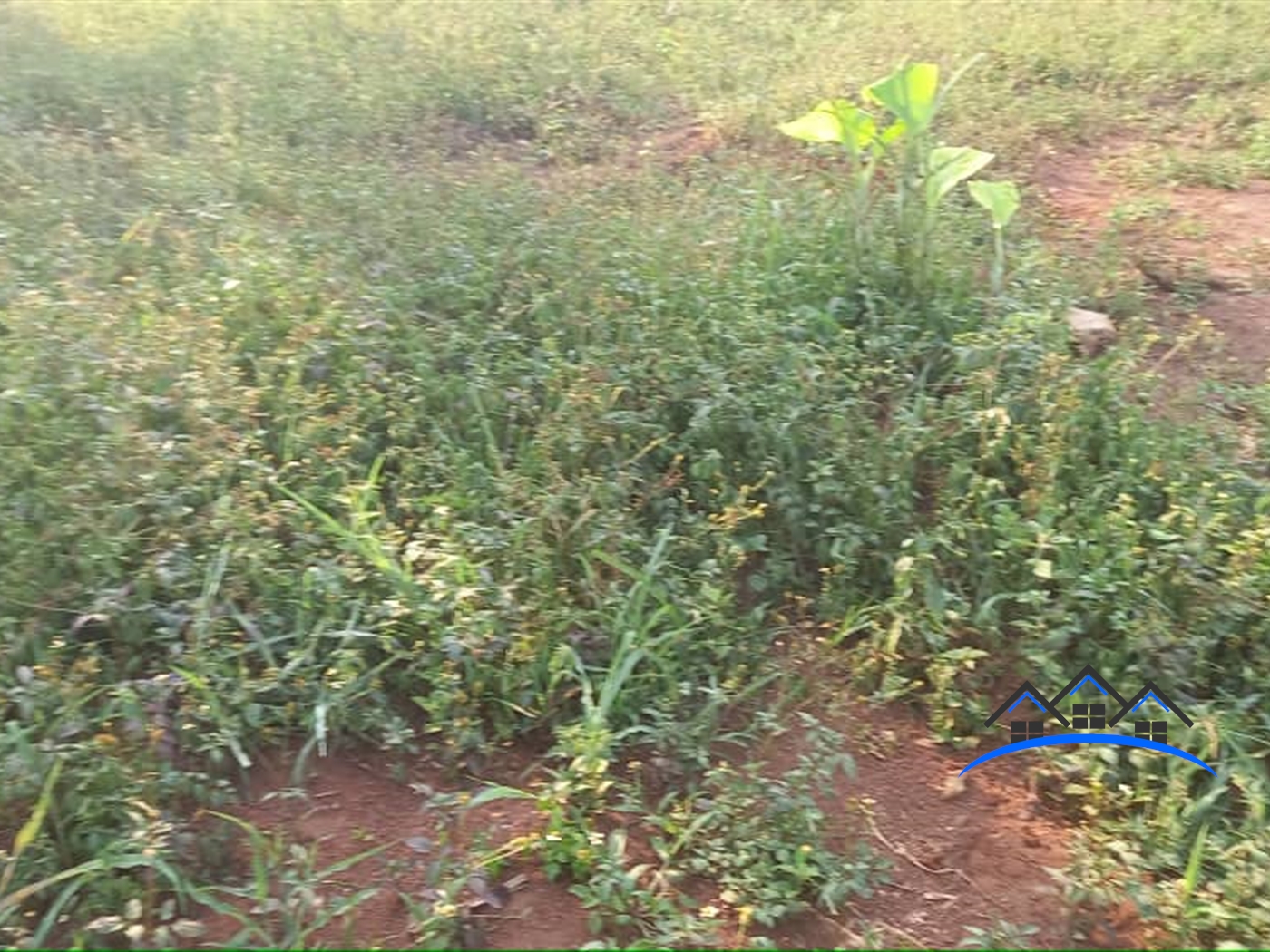 Agricultural Land for sale in Kiwenda Kayunga