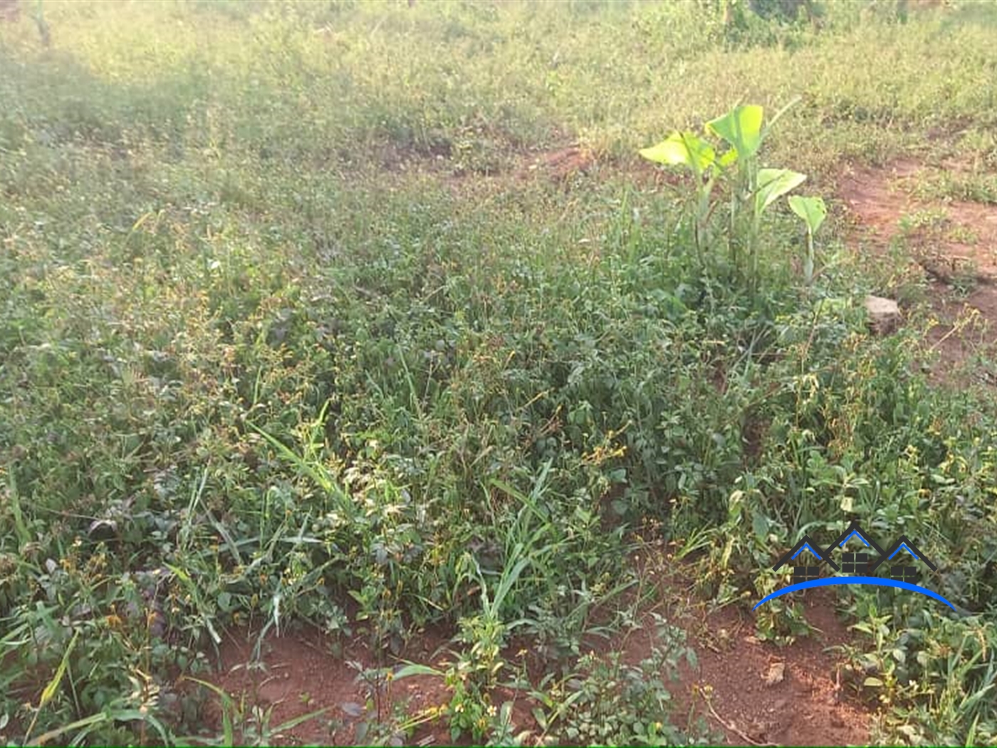 Agricultural Land for sale in Kiwenda Kayunga