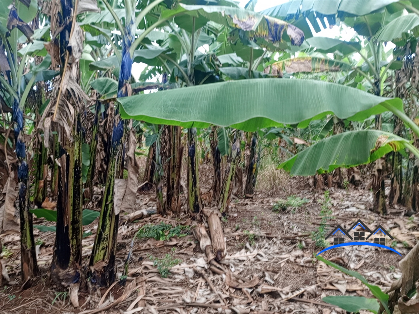 Agricultural Land for sale in Busunjju Wakiso