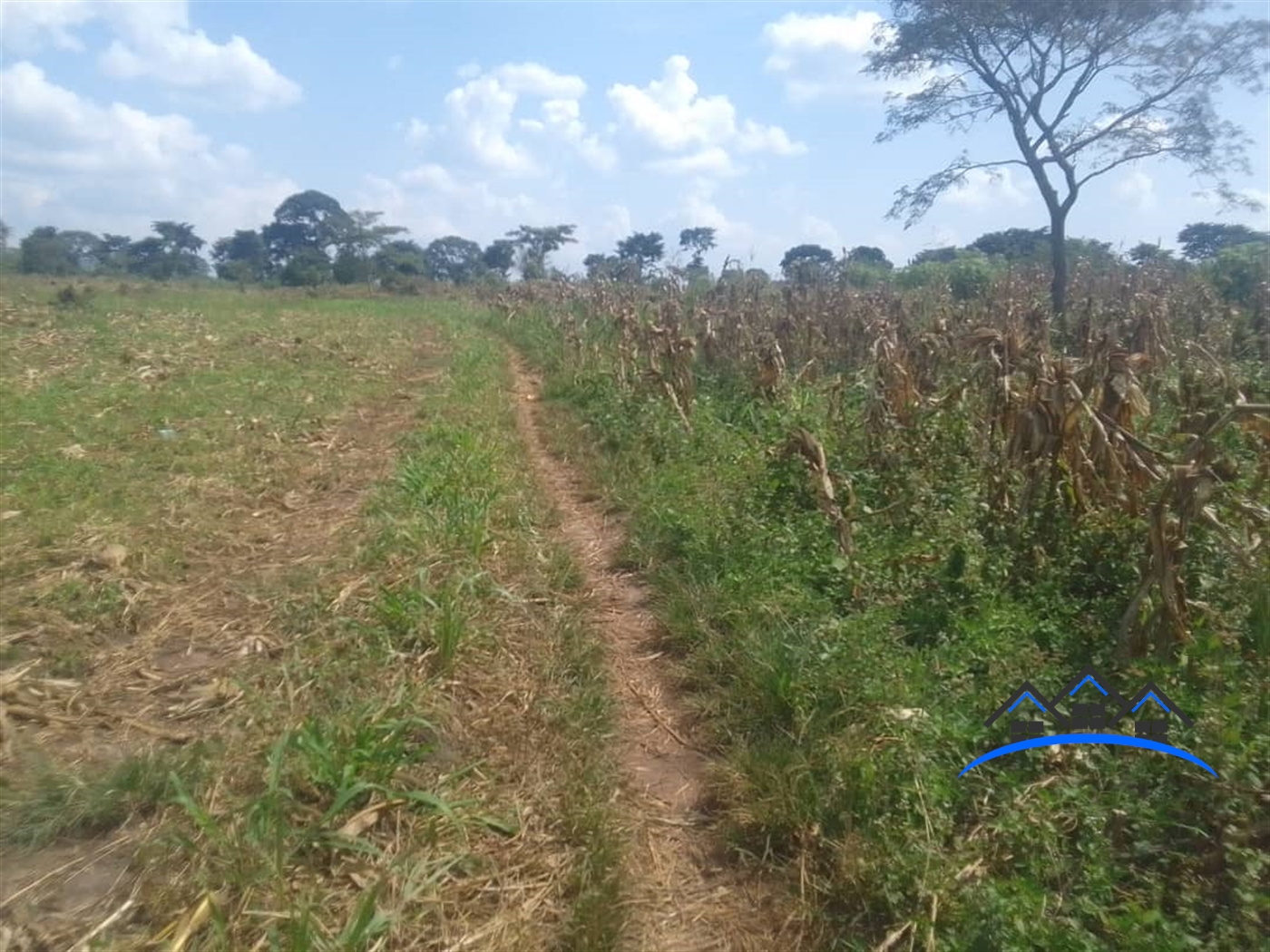 Farm for sale in Kasana Luweero