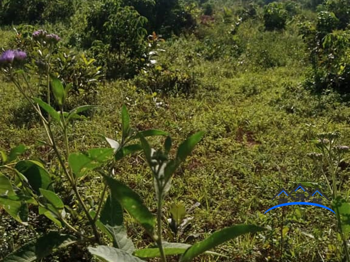 Farm for sale in Bukabi Luweero