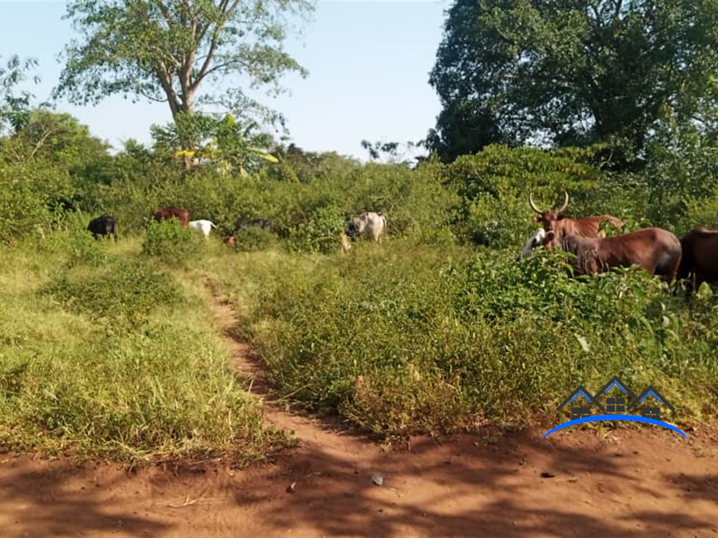 Farm for sale in Bukabi Luweero