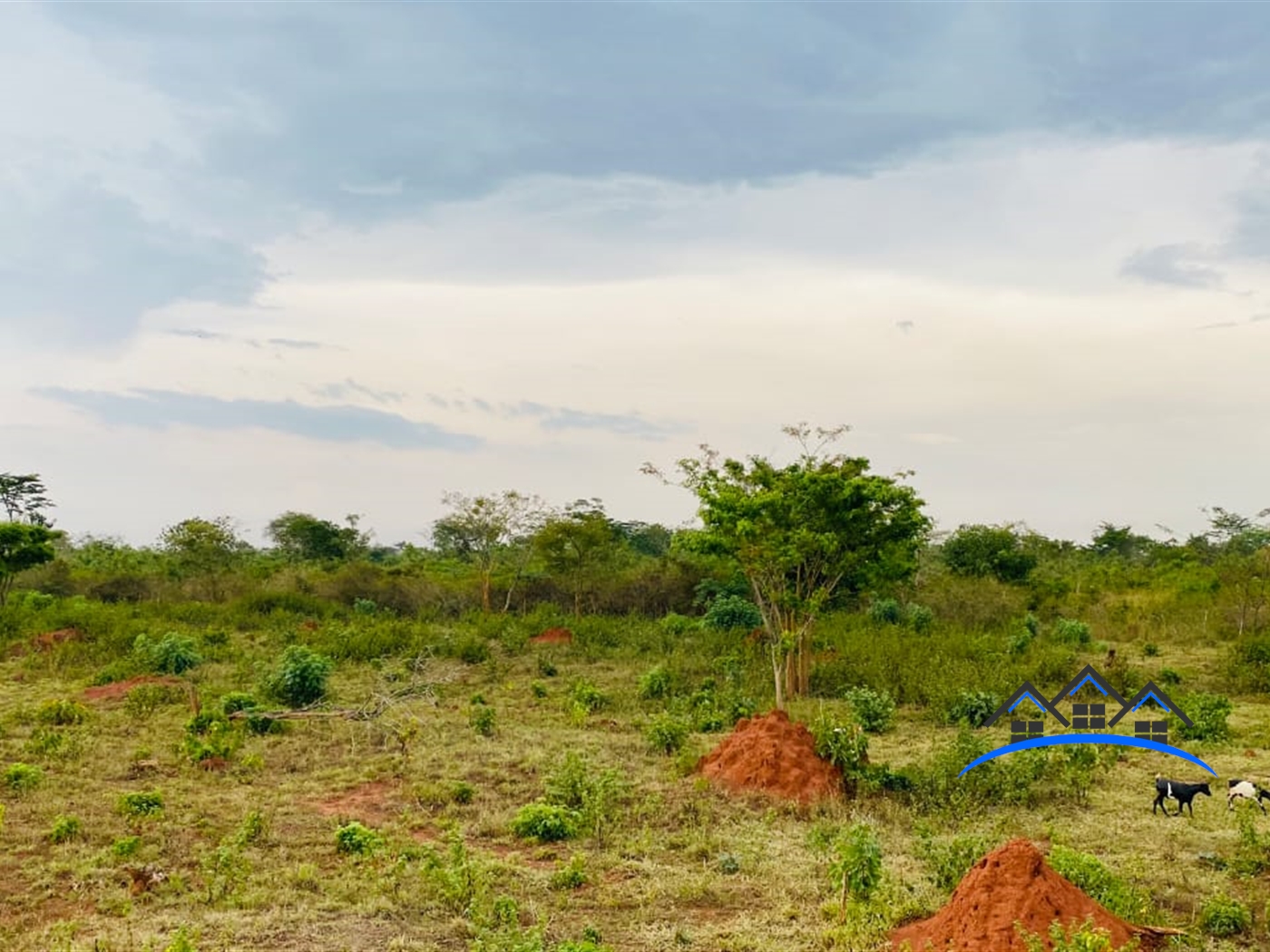 Farm for sale in Bamunaanika Luweero