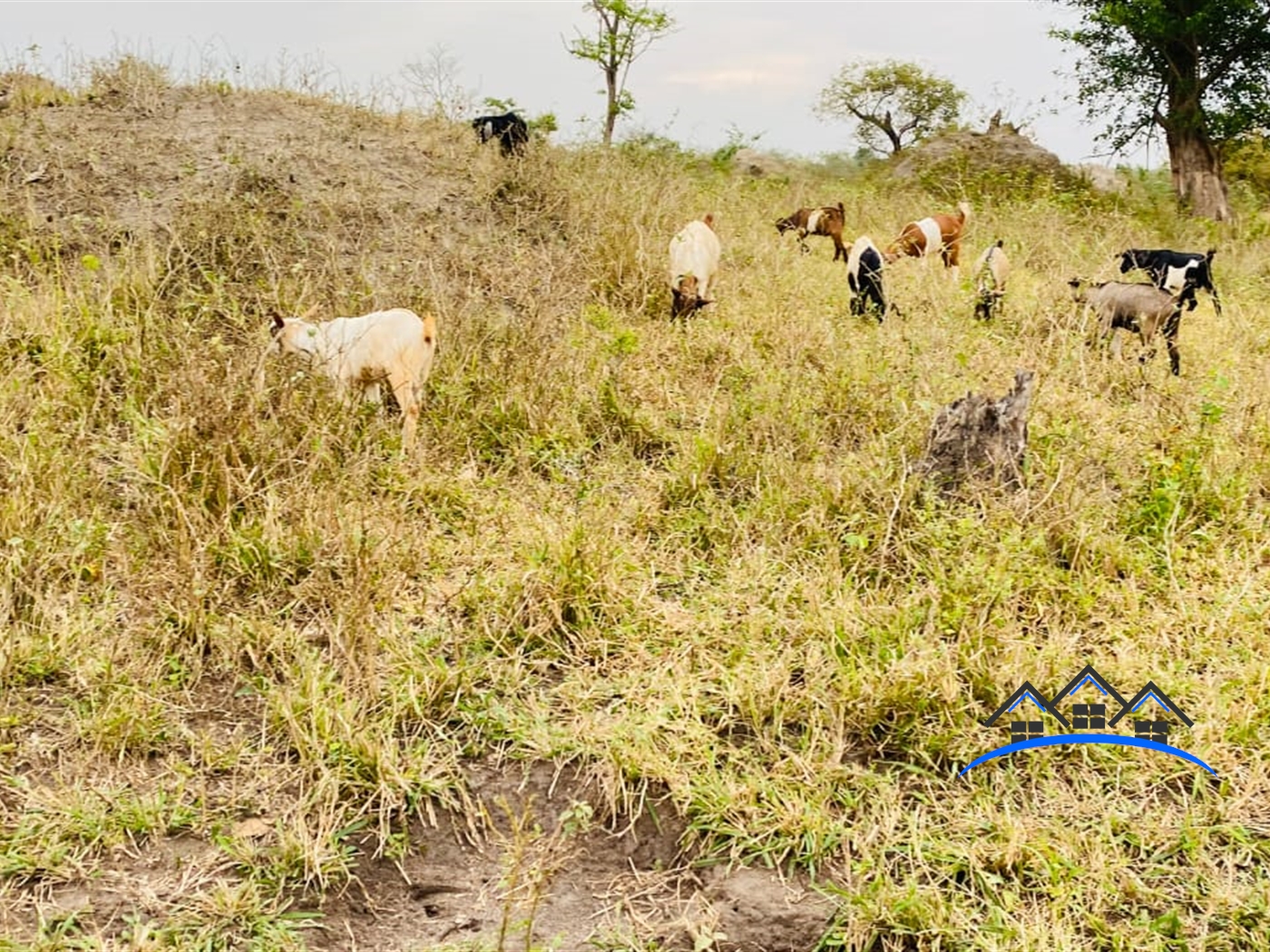 Farm for sale in Bamunaanika Luweero