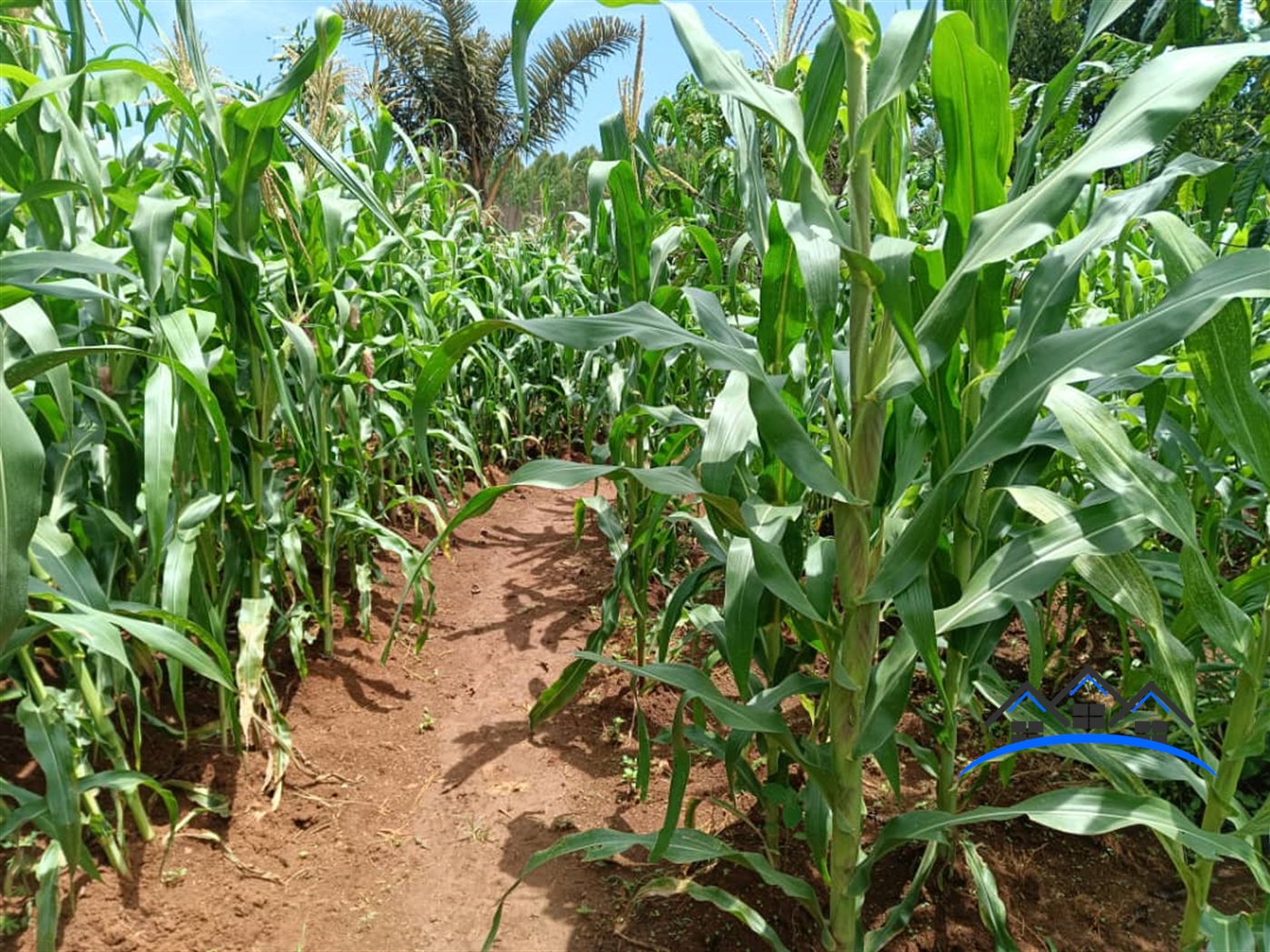 Agricultural Land for sale in Kiyoola Mukono