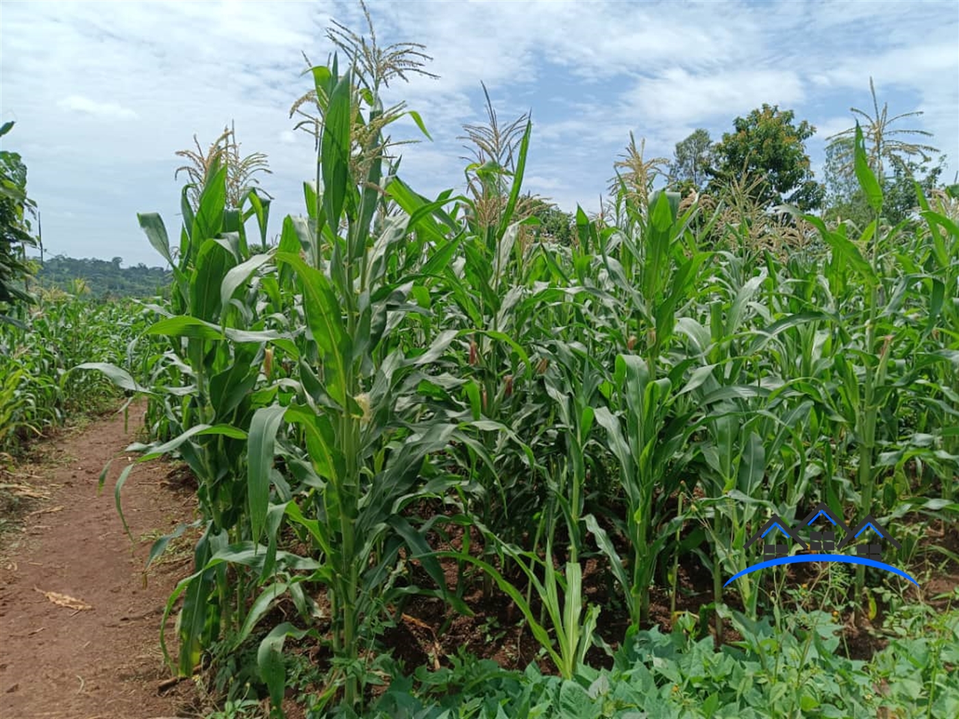 Agricultural Land for sale in Kiyoola Mukono