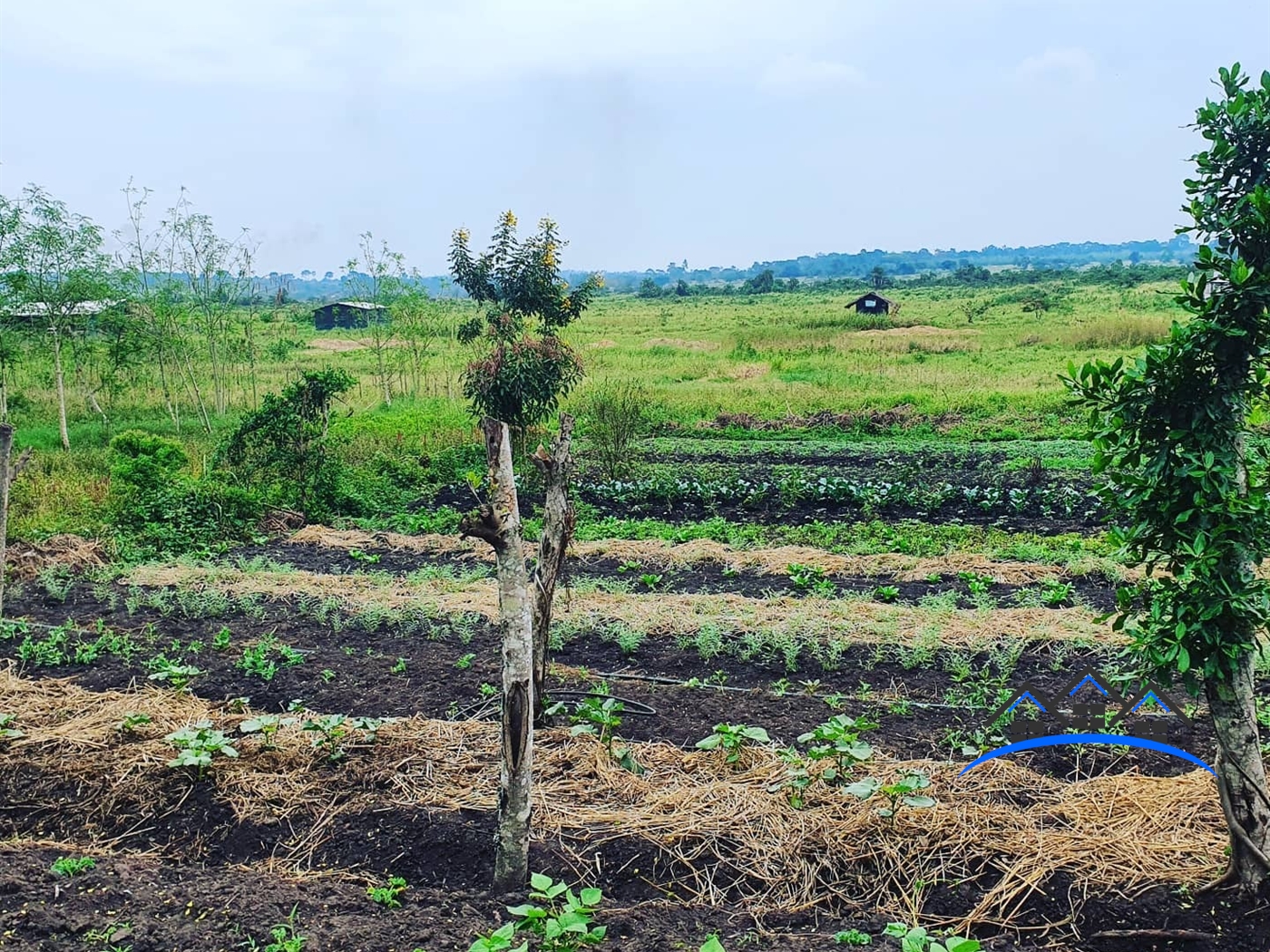 Agricultural Land for sale in Kapeeka Wakiso