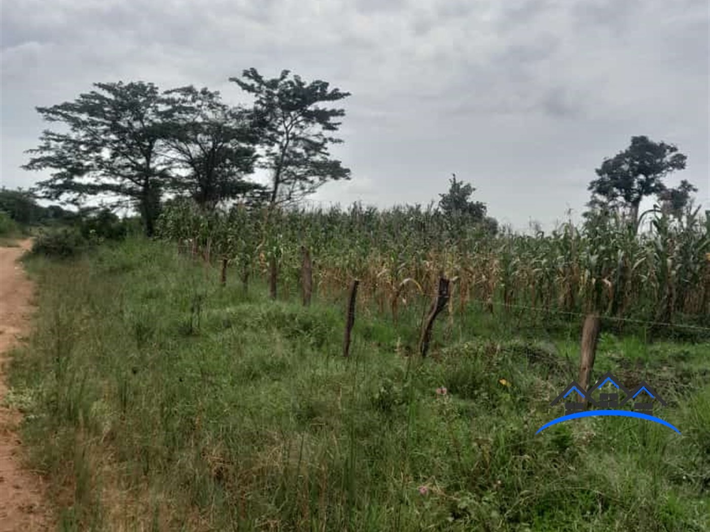 Farm for sale in Kikyuusa Luweero