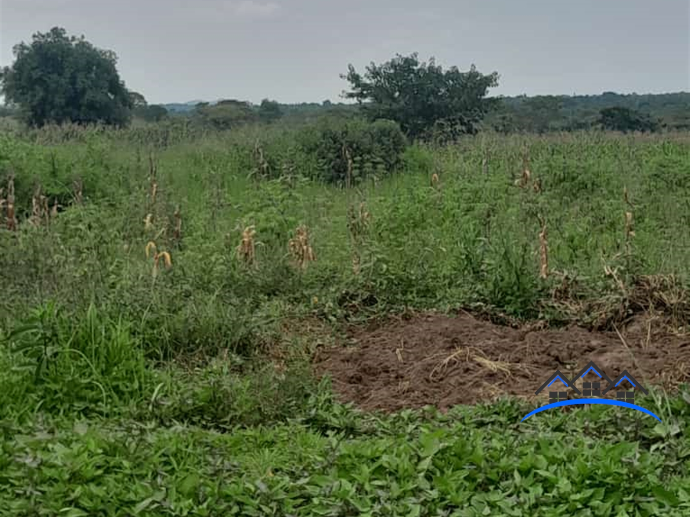 Farm for sale in Kikyuusa Luweero