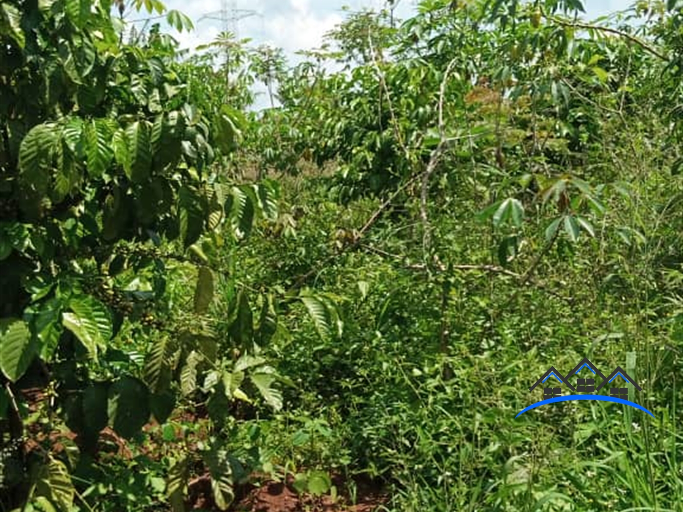 Farm for sale in Yandwe Luweero