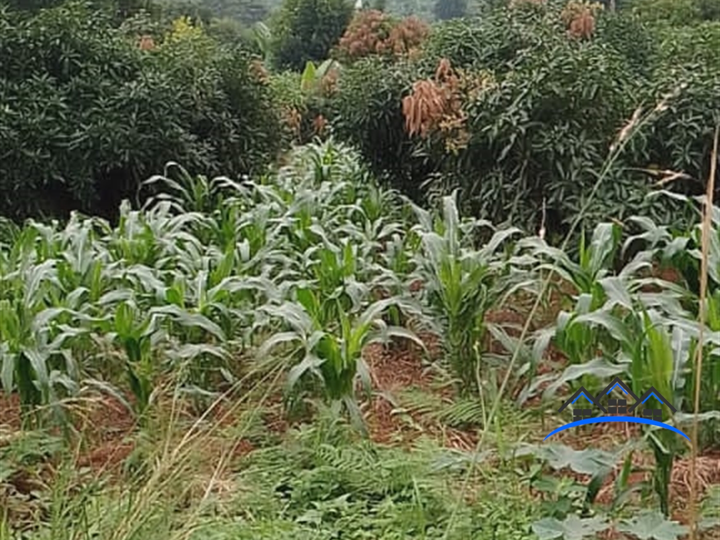 Agricultural Land for sale in Bumpenje Wakiso