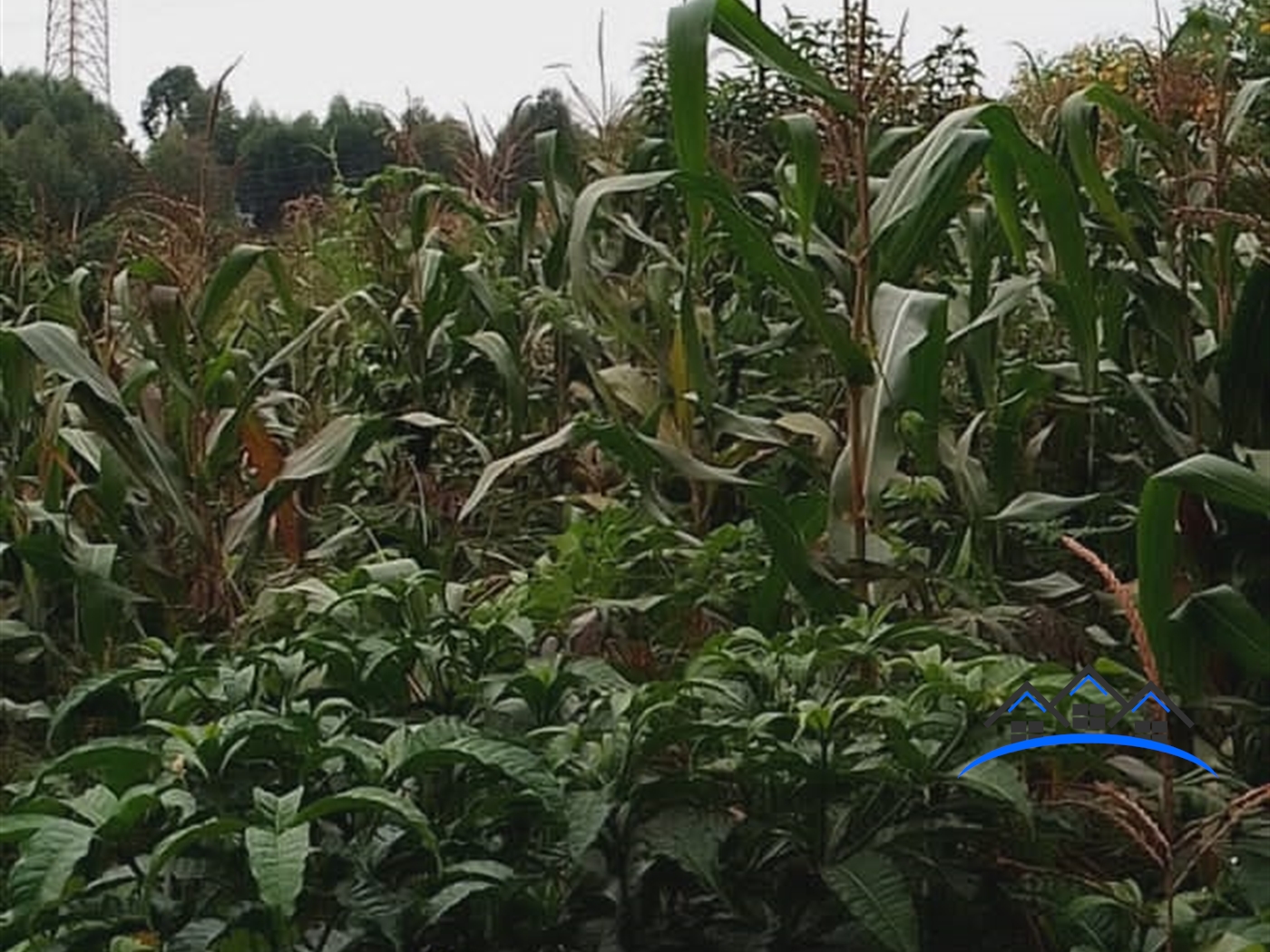 Agricultural Land for sale in Bumpenje Wakiso