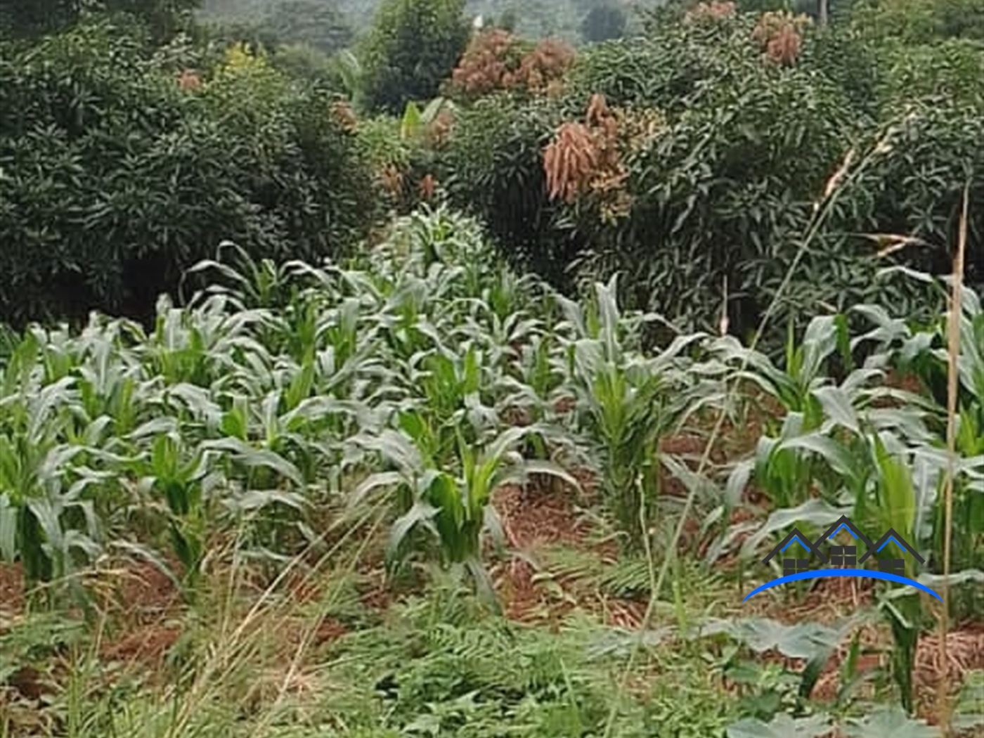 Agricultural Land for sale in Bumpenje Wakiso