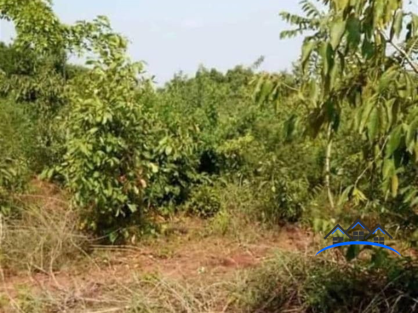 Farm for sale in Bbaale Kayunga