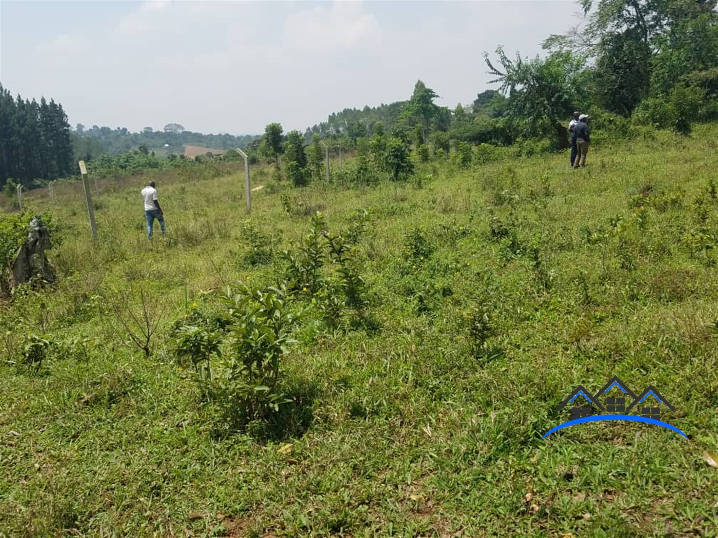 Farm for sale in Gayaza Wakiso