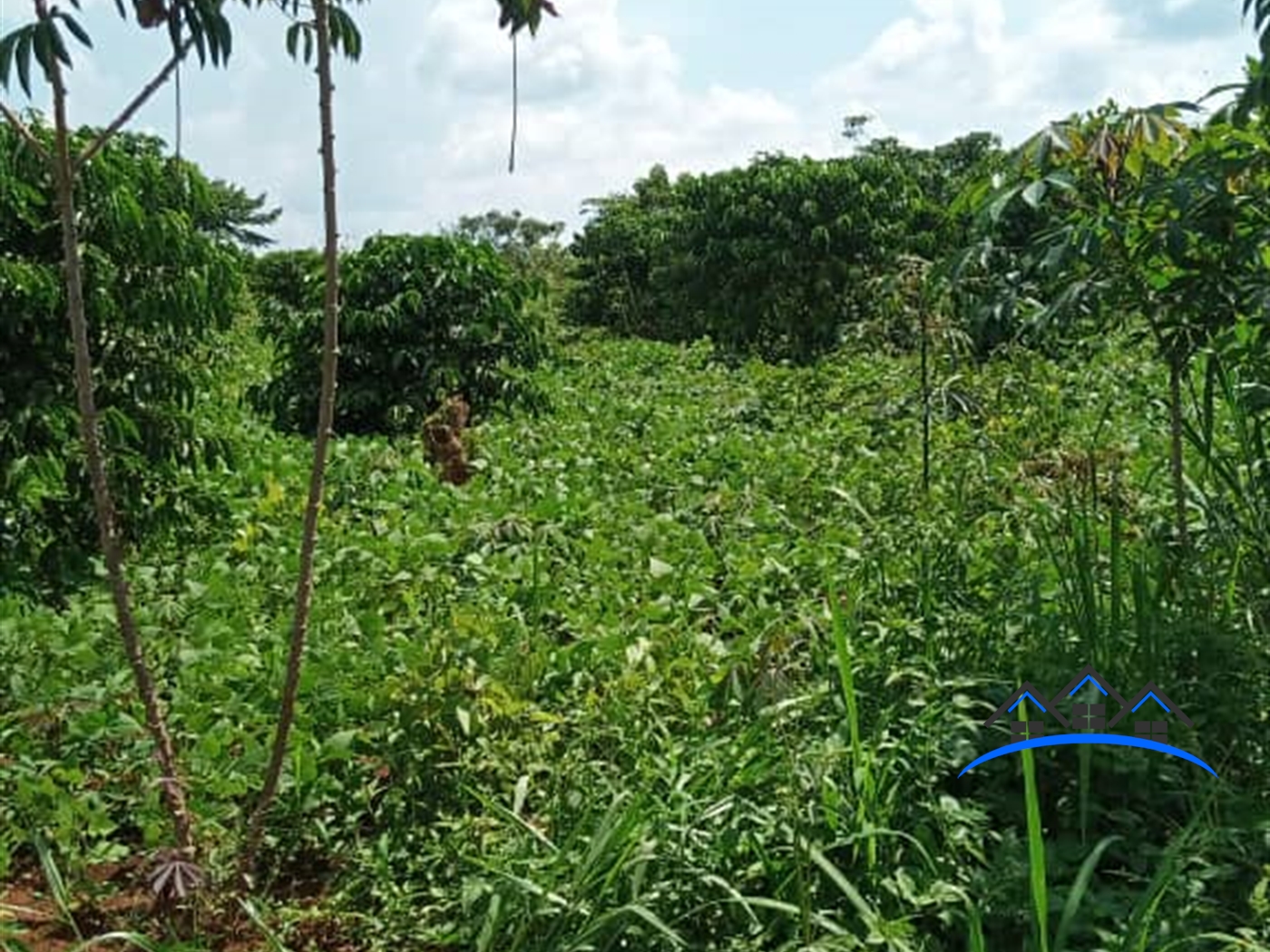 Farm for sale in Yandwe Luweero