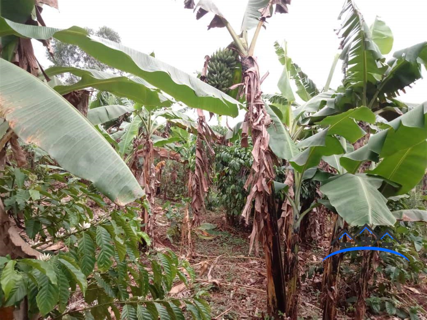 Agricultural Land for sale in Kapeeka Nakaseke