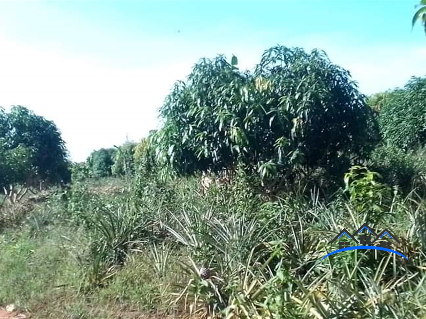 Agricultural Land for sale in Kikyuusa Luweero