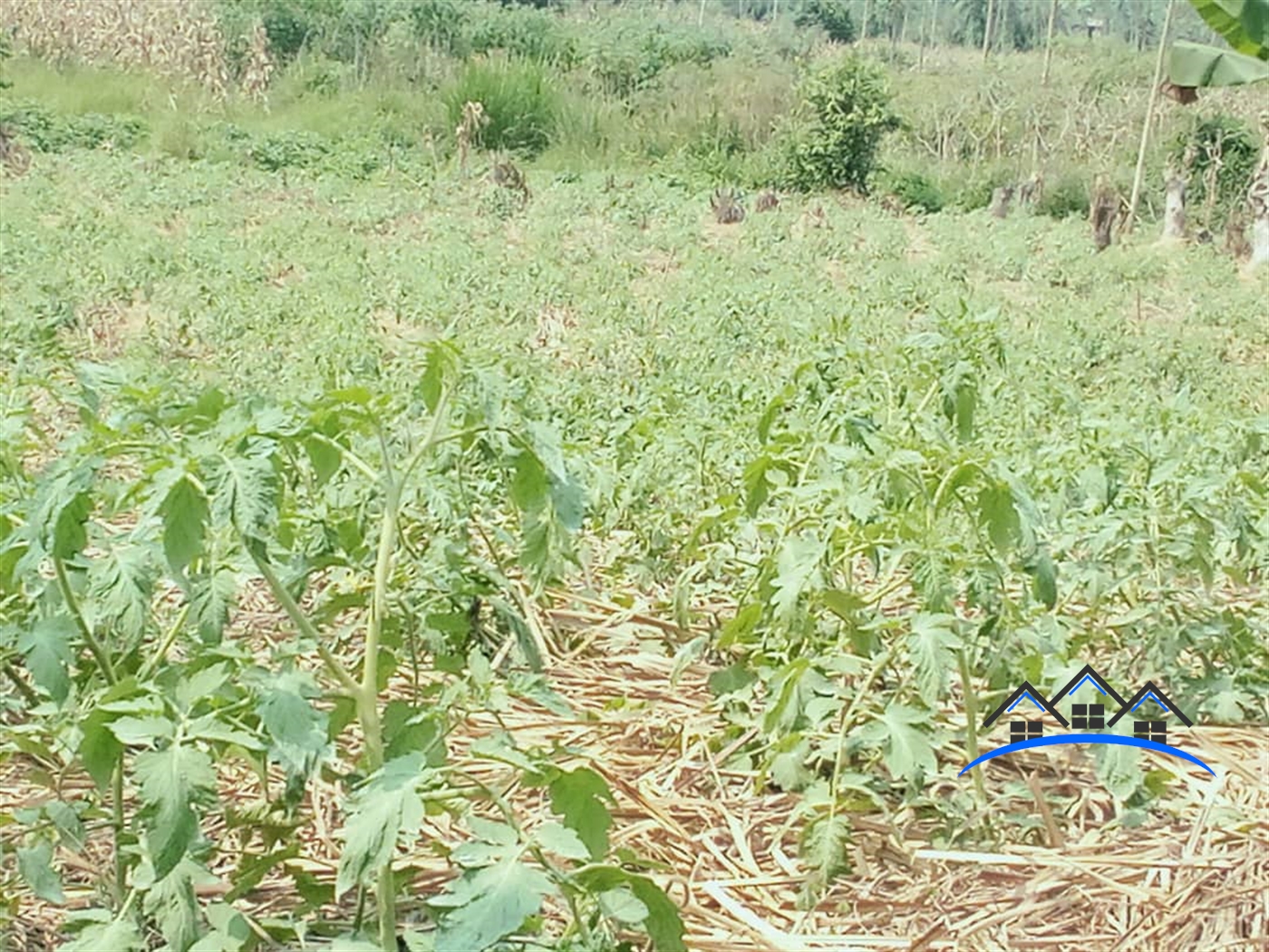 Agricultural Land for sale in Busunjju Wakiso