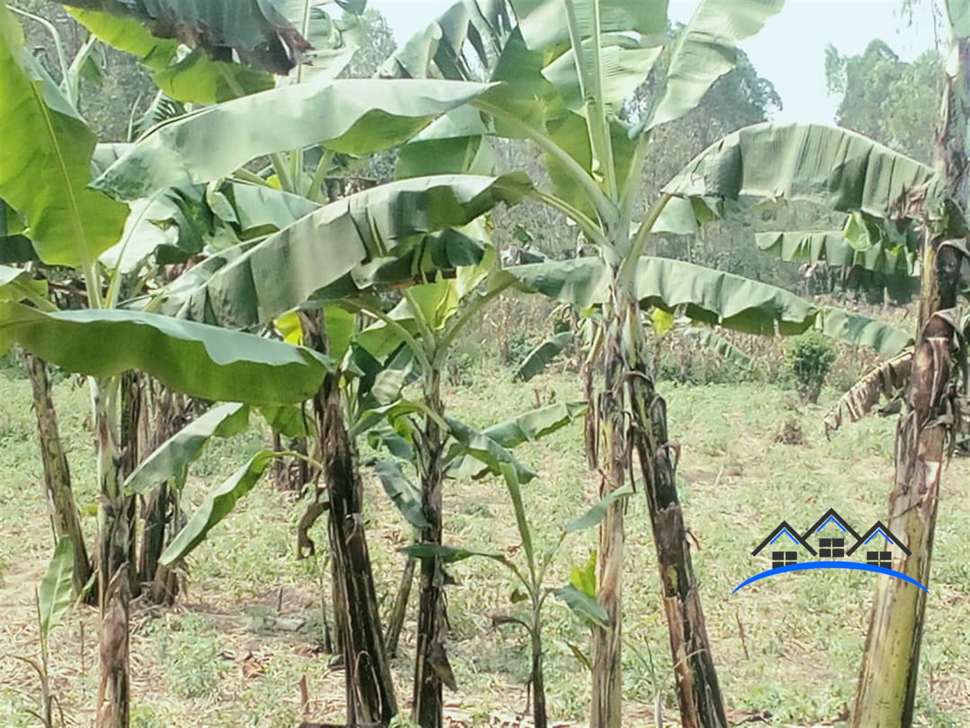 Agricultural Land for sale in Busunjju Wakiso