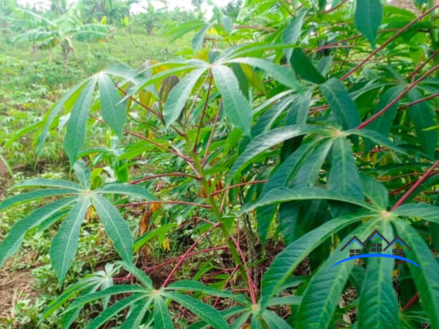 Residential Land for sale in Kavule Wakiso