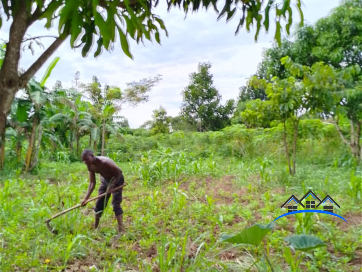 Agricultural Land for sale in Busiika Luweero