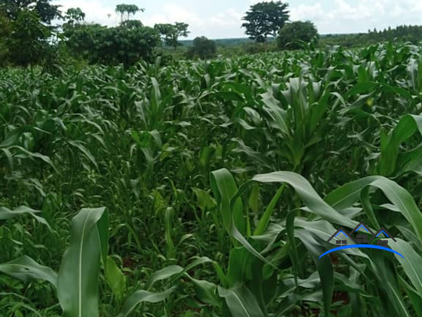 Farm for sale in Kakooge Luweero