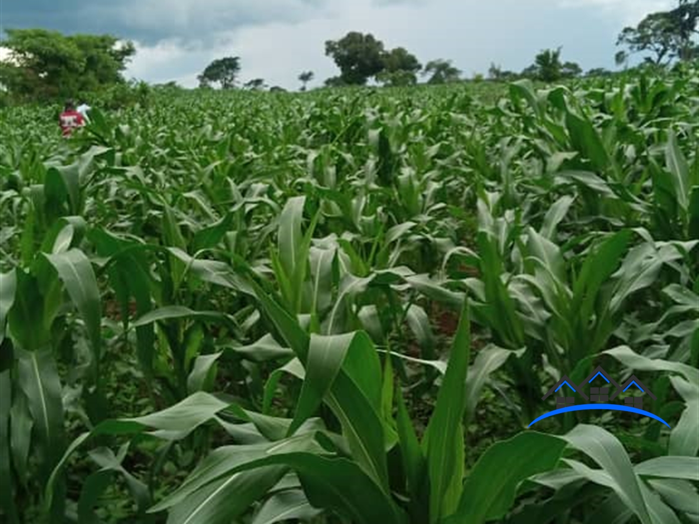 Farm for sale in Kakooge Luweero