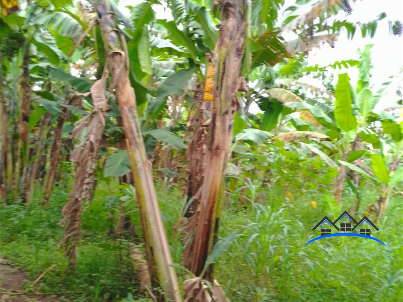 Agricultural Land for sale in Busiika Luweero