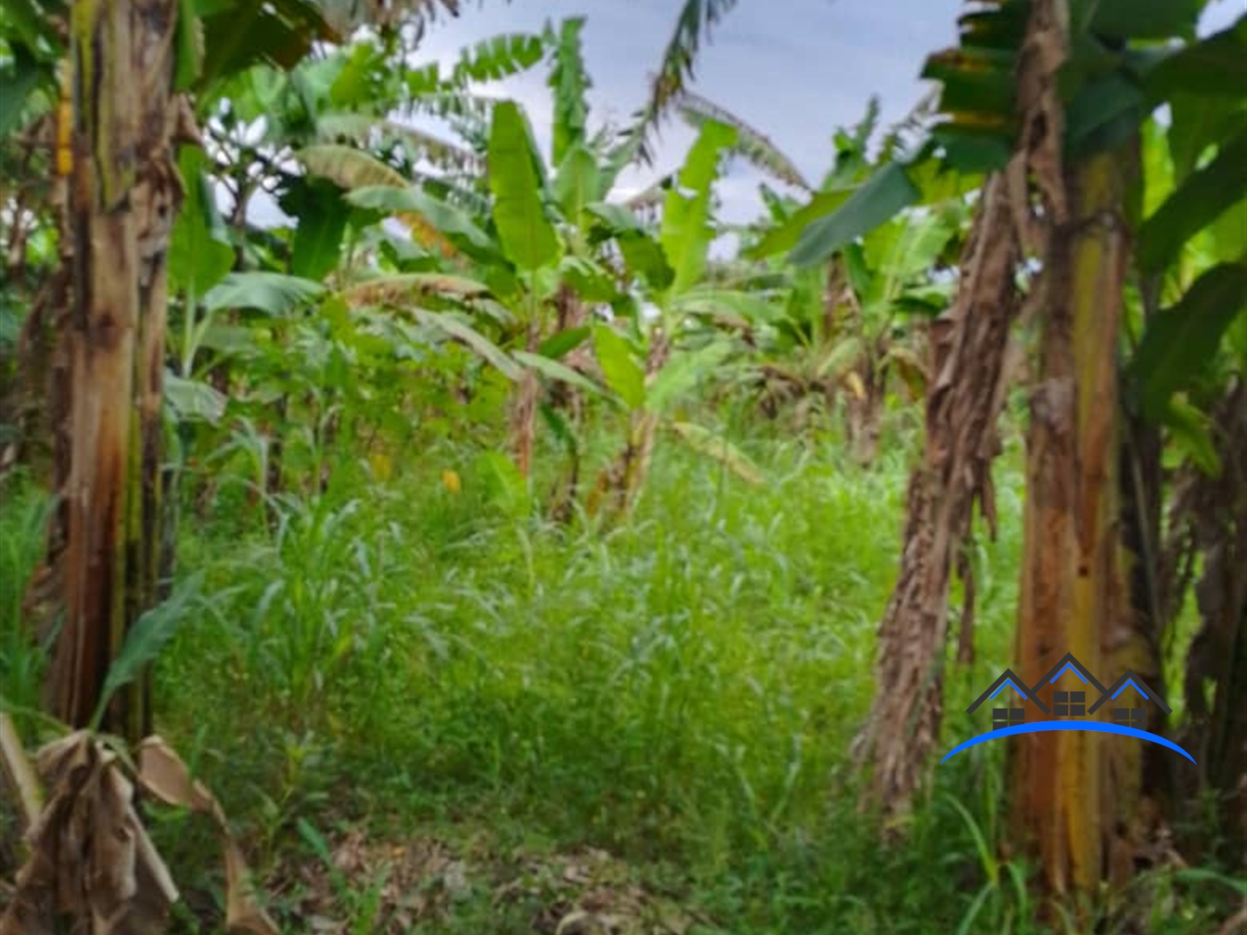 Agricultural Land for sale in Busiika Luweero