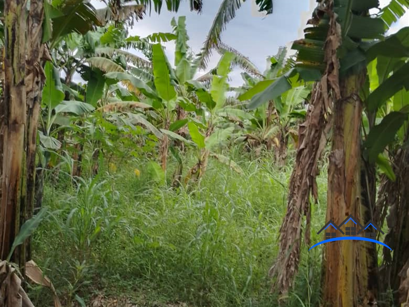 Agricultural Land for sale in Busiika Luweero