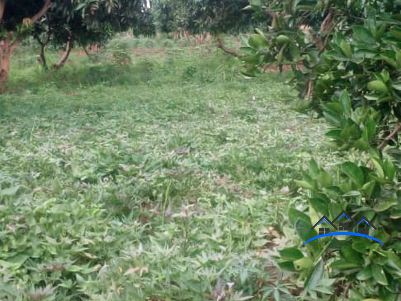 Residential Land for sale in Bugiribukasa Bugiri